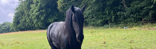 Chronische Muskelprobleme beim Pferd