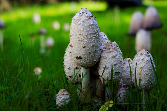 Coprinus comatus & Diabetes: Ein Überblick