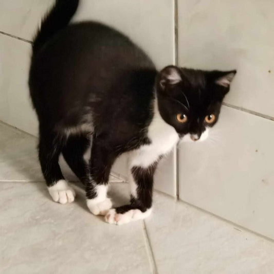 Katze mit vollständig gelähmter Vorderhand nach Quetschung, schlaffe Lähmung.