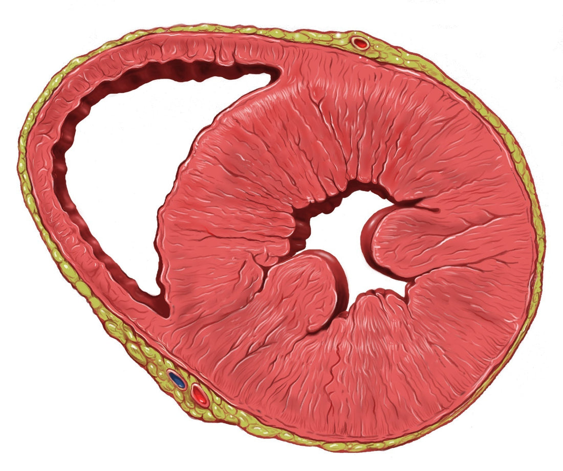Reishi & Herzinsuffizienz