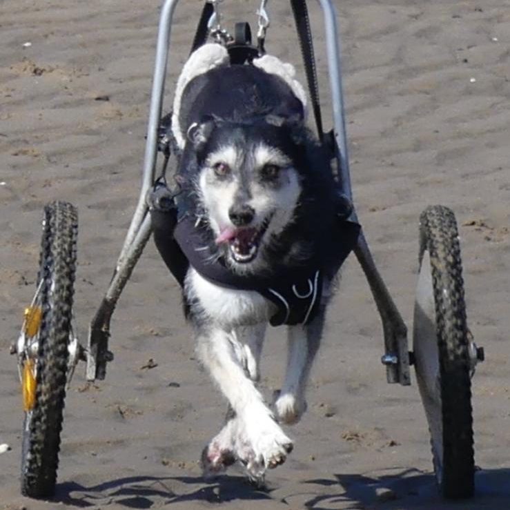 Querschnittslähmung beim Hund