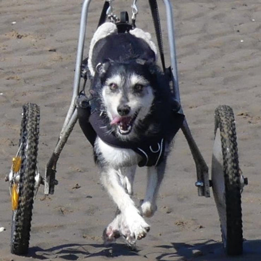 Querschnittslähmung beim Hund