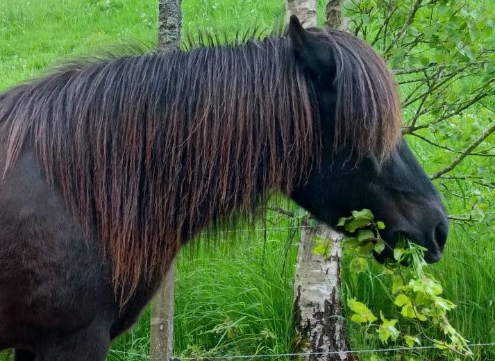 Pferd Mánadis im Fallbericht zu equinem Asthma