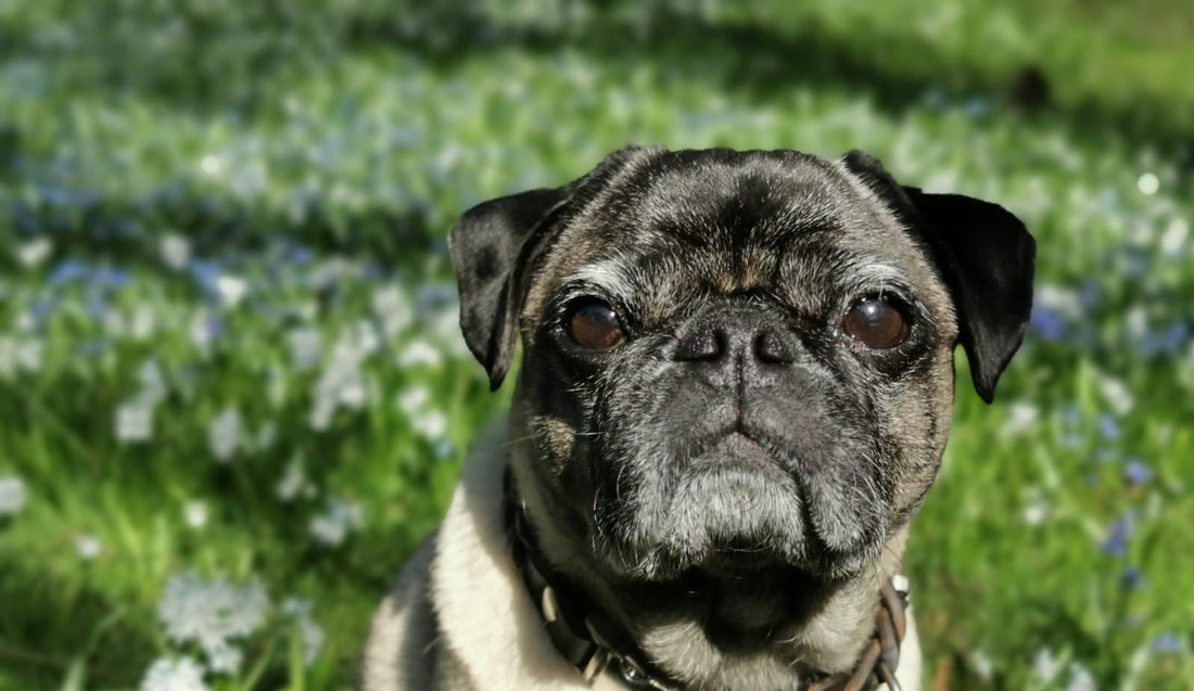 Fallbericht: Hund Theo 🖤 - Mastzelltumore
