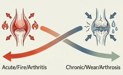 Gelenkerkrankungen: Akut (Arthritis) & Chronisch (Arthrose)