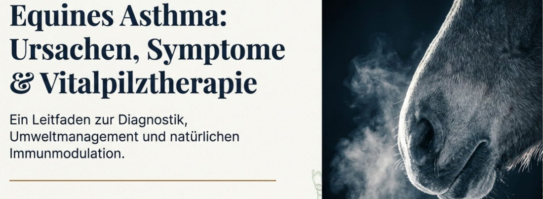 Leitfaden Vitalpilztherapie bei Equinem Asthma & infektiösen Atemwegserkrankungen