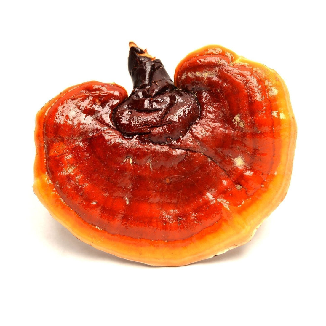 Aktuelle Erkenntnisse zum Vitalpilz Reishi (Ganoderma lucidum)